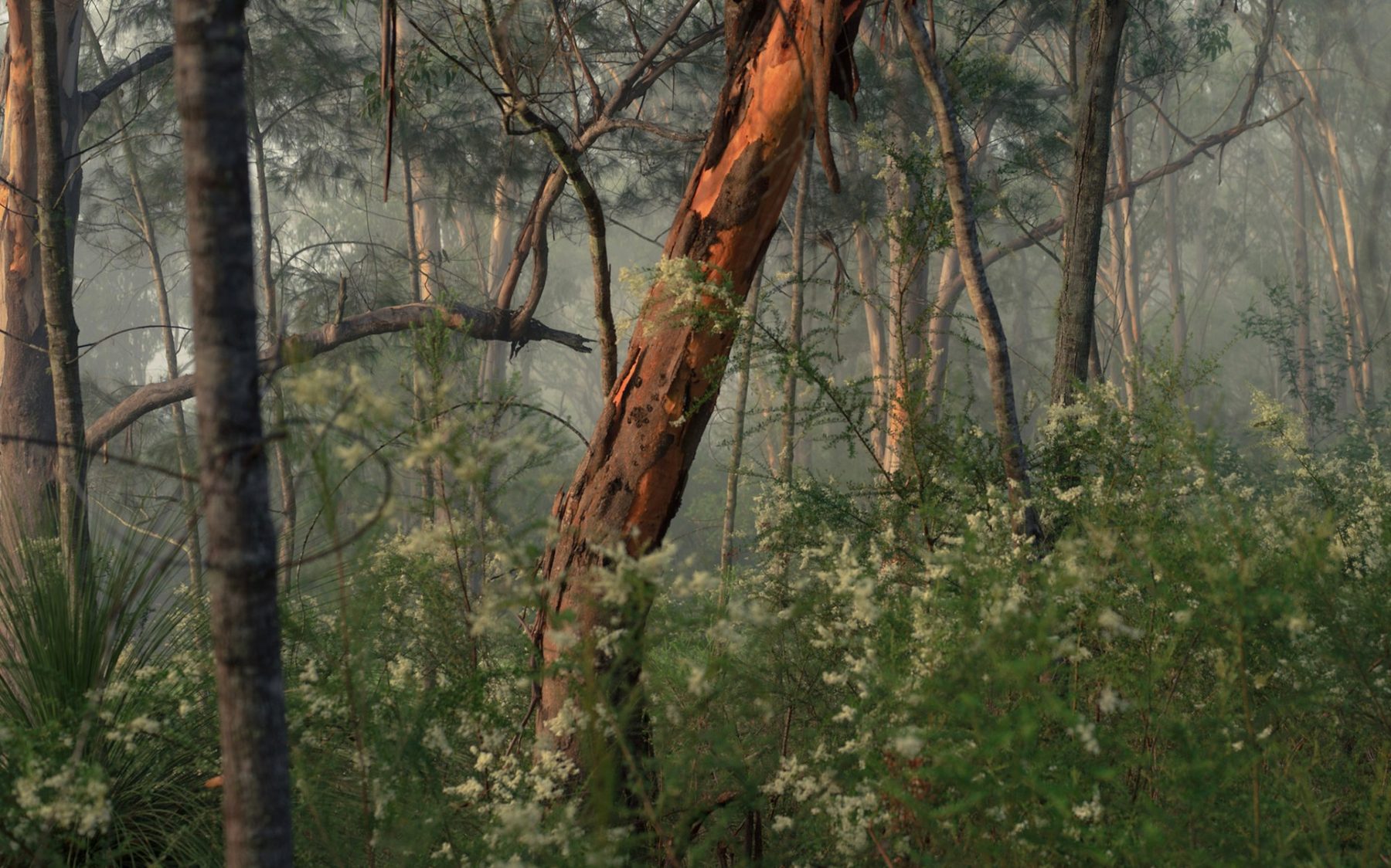 Misty eucalyptus hills in the Hunter Valley at dawn